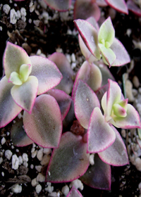 Crassula perfossa 'Variegata'